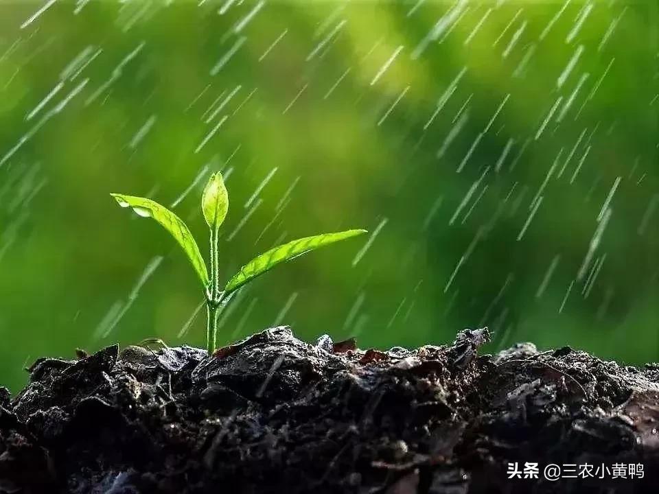 2021年春季是干旱还是雨水多呢？二月初一天气能预测