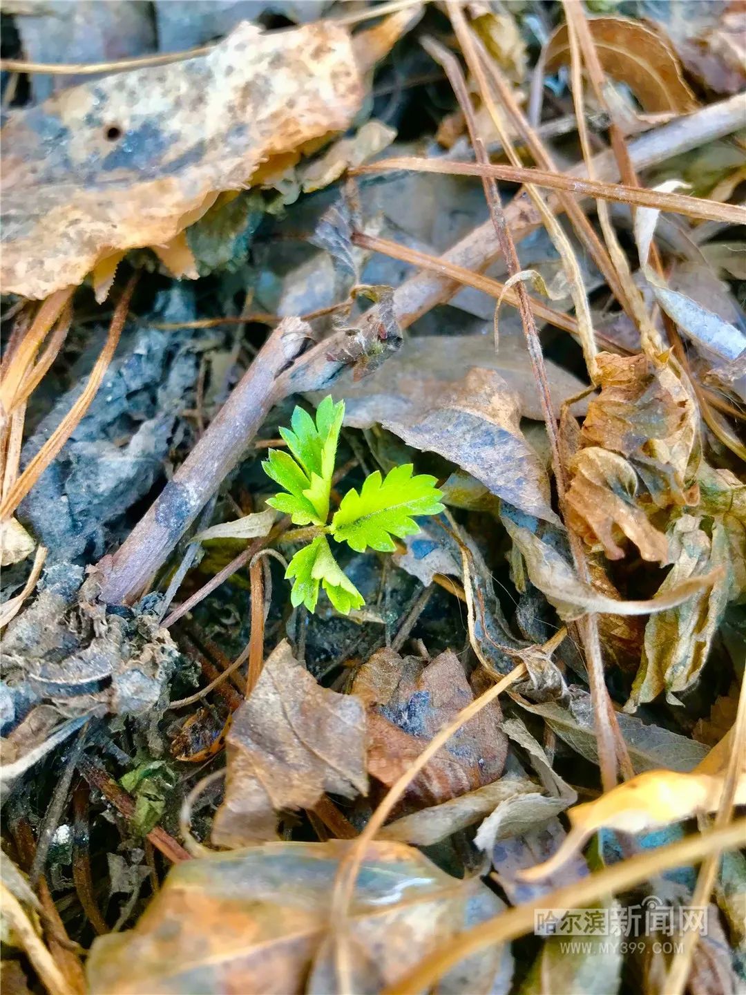 珍惜眼前晴朗，周末要“变脸”丨20日21日哈市雨雪、大风、降温天气#超多美图的天气预报