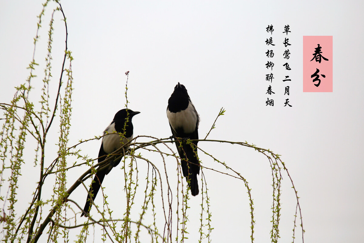 春分—女性调肝好时节、搭配这样吃,轻松一整年