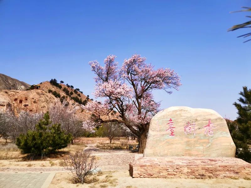 好天气在路上,宁夏赏杏地图请查收!
