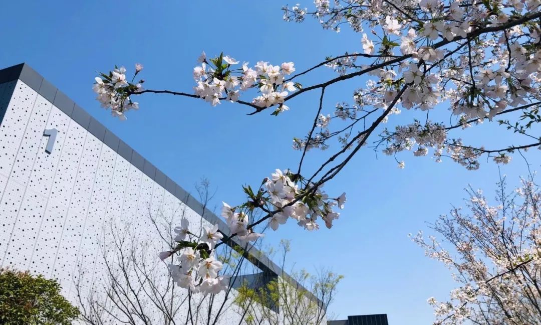 直冲27℃!余杭天气太刺激,又要下“雪”了