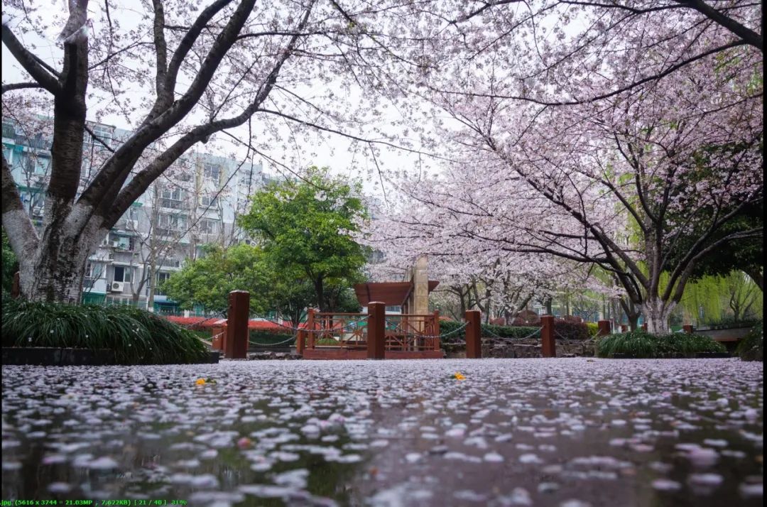 直冲27℃!余杭天气太刺激,又要下“雪”了