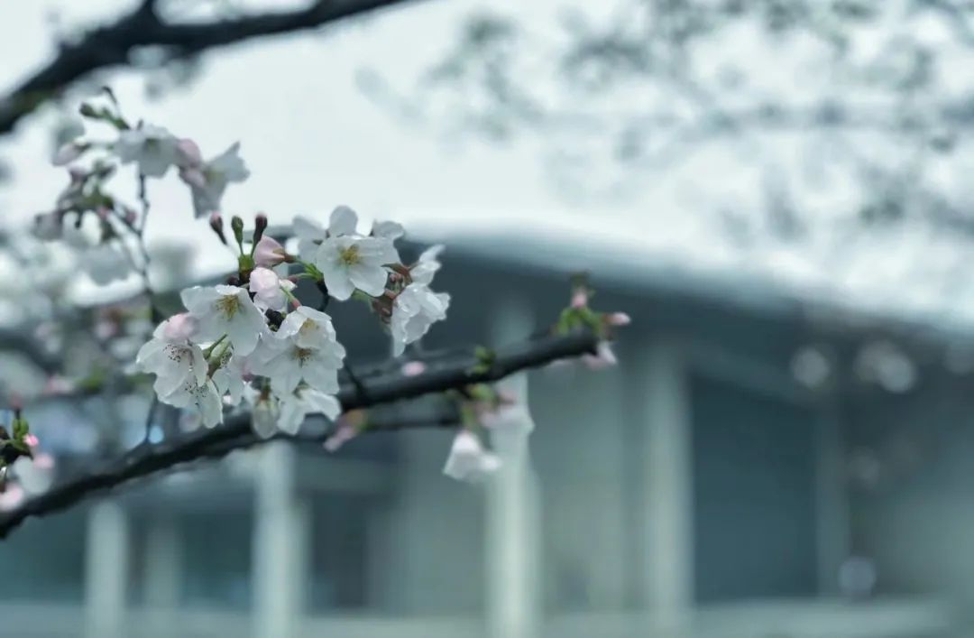 直冲27℃!余杭天气太刺激,又要下“雪”了