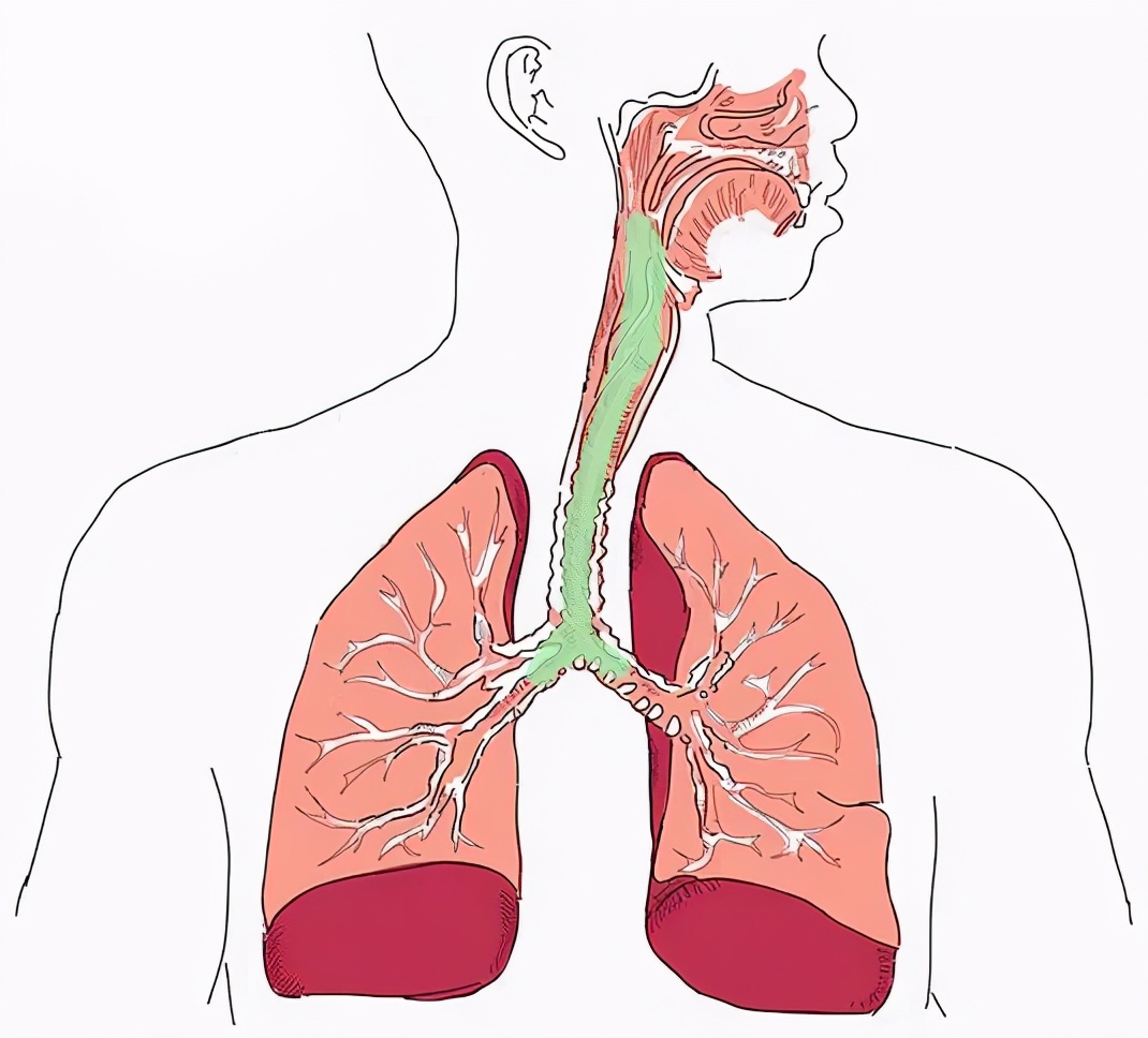 从肺里咳出来的痰到底有多脏？咽下去对身体有害吗？