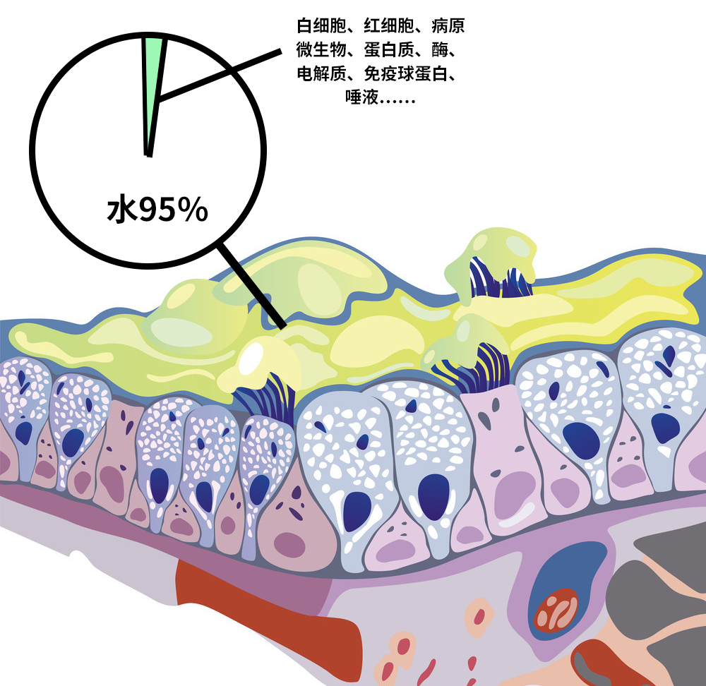 从肺里咳出来的痰到底有多脏？咽下去对身体有害吗？