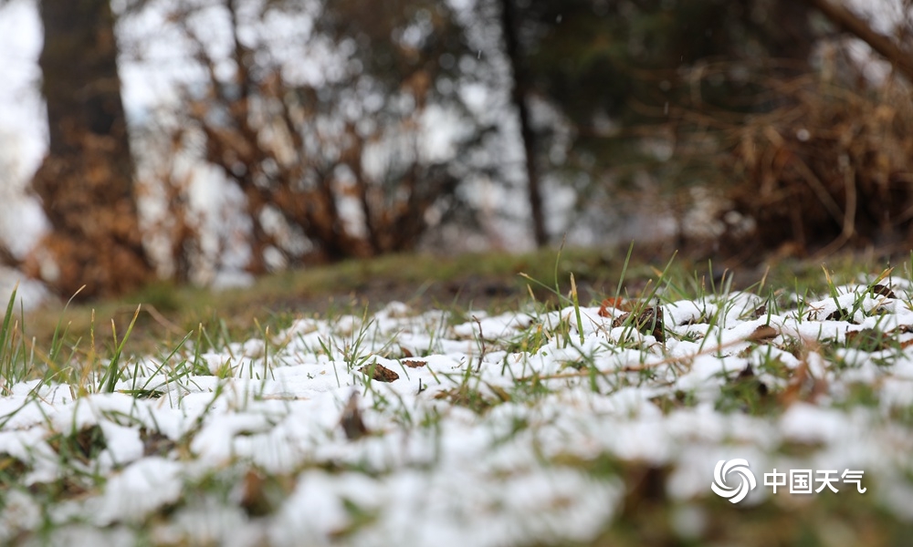 下雪了！新疆乌鲁木齐出现降雪 地面树木皆可见白