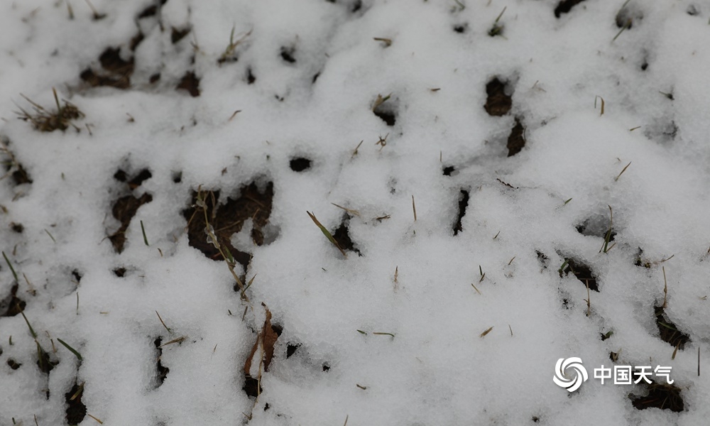 下雪了!新疆乌鲁木齐出现降雪 地面树木皆可见白