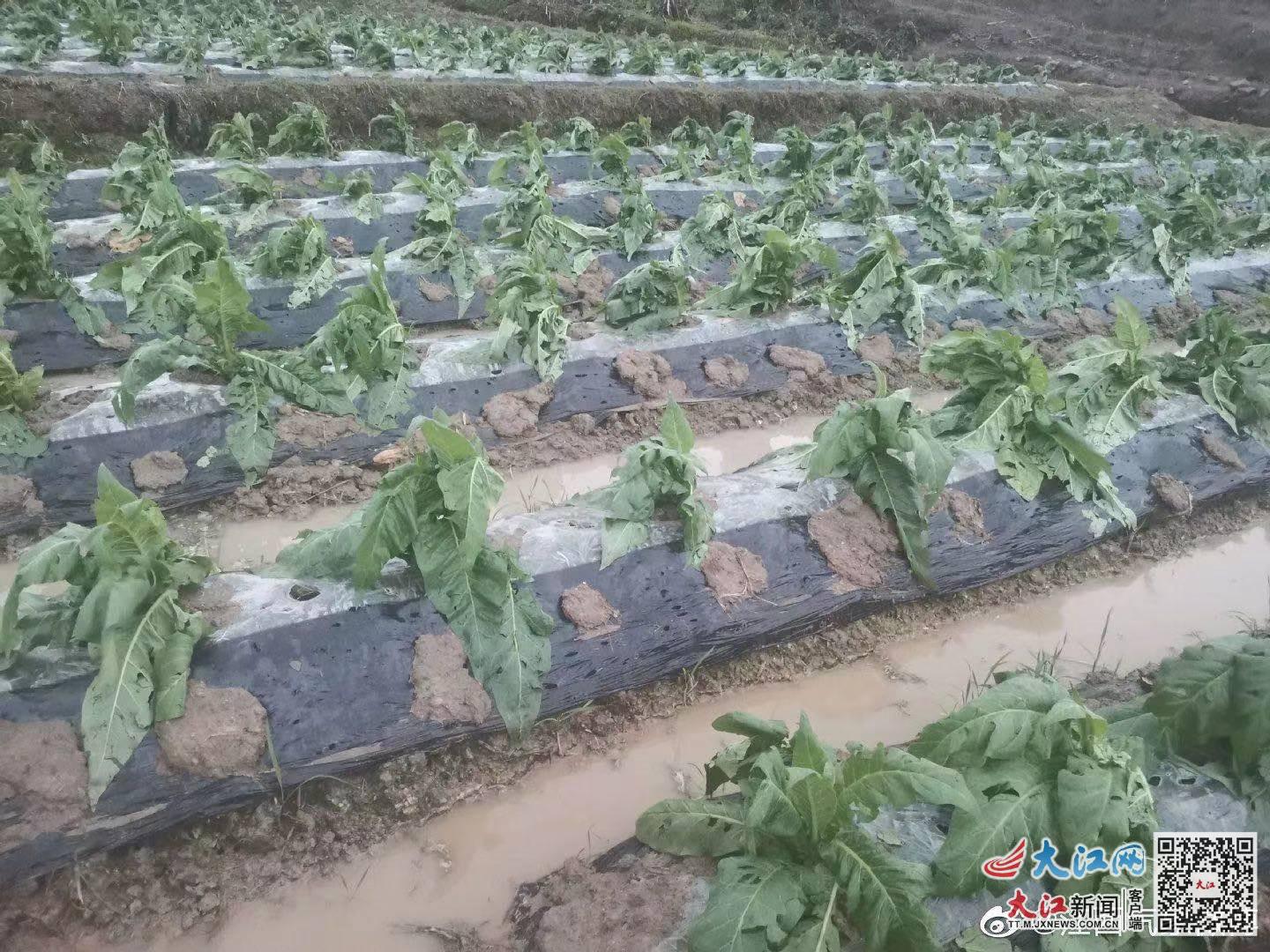 冰雹!最大直径6厘米!江西遭遇强对流天气