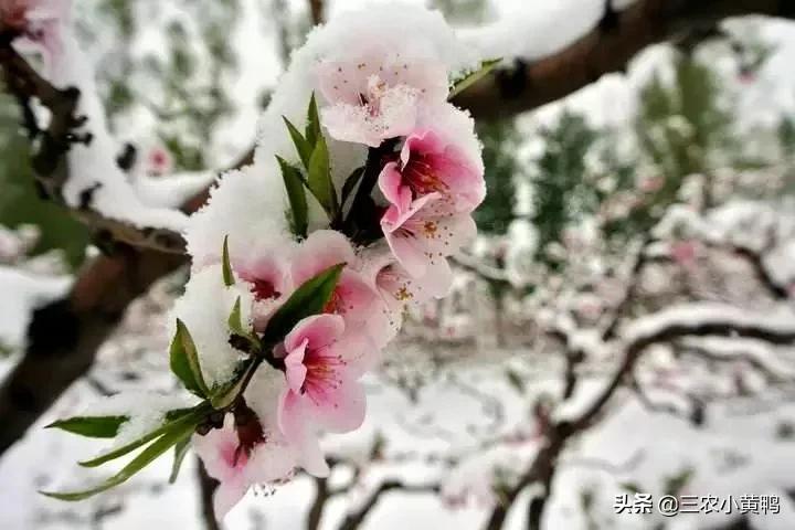 四月到,新一轮雨雪天气预报,清明时节之后天气还会冷吗?