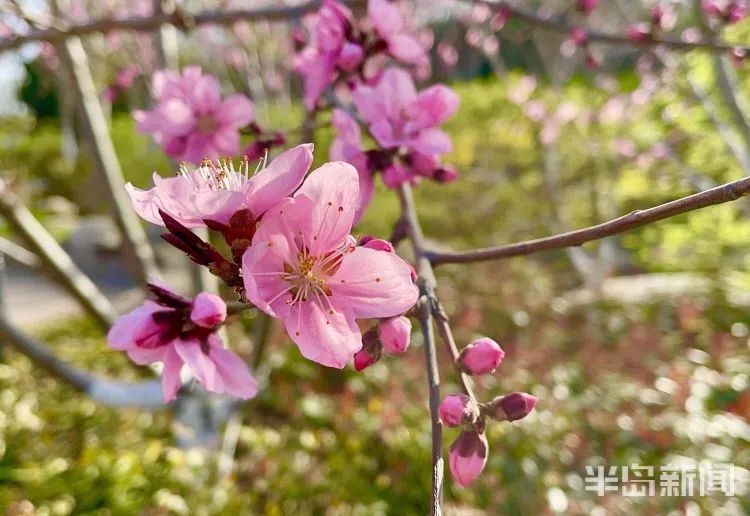 阵风8级+降温10℃+局部大雨!青岛天气大反转,清明节假期要“泡汤”?
