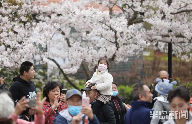 阵风8级+降温10℃+局部大雨!青岛天气大反转,清明节假期要“泡汤”?