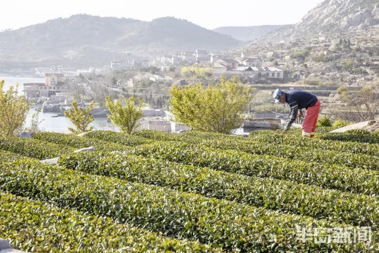 阵风8级+降温10℃+局部大雨!青岛天气大反转,清明节假期要“泡汤”?