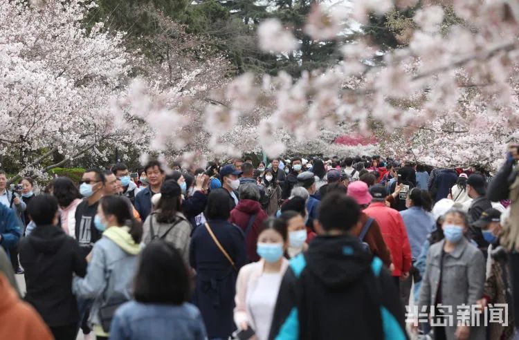 阵风8级+降温10℃+局部大雨!青岛天气大反转,清明节假期要“泡汤”?