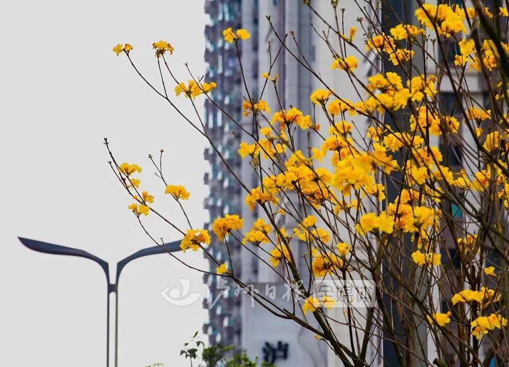 最高21℃!清明假期,泸州天气预报出炉
