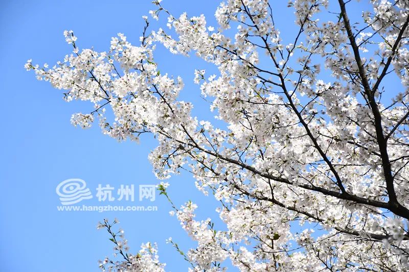 放假啦!最新杭州天气情况出炉,出门踏青可选这两天