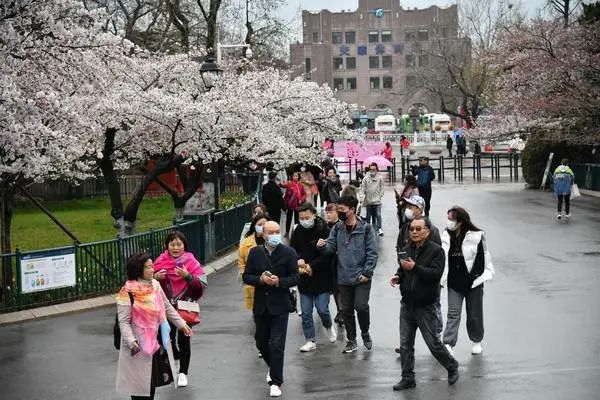放晴了!最新天气预报出炉…春游安排起来,青岛这些地方太美了