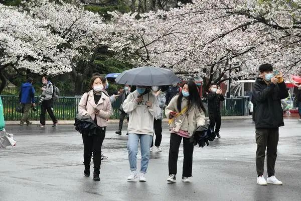 放晴了!最新天气预报出炉…春游安排起来,青岛这些地方太美了