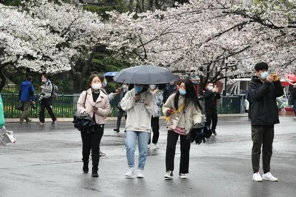 放晴了！最新天气预报出炉…春游安排起来，青岛这些地方太美了