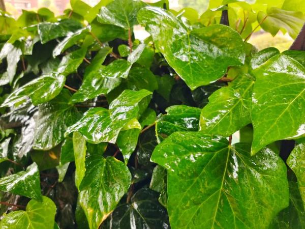 下雨天的昆明堵“红”了！从明天开始，天气是......