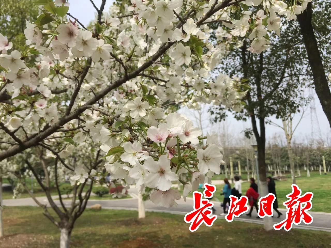 这一周天气有些“任性”,中雨、晴天、多云、阴天交替,气温还忽上忽下