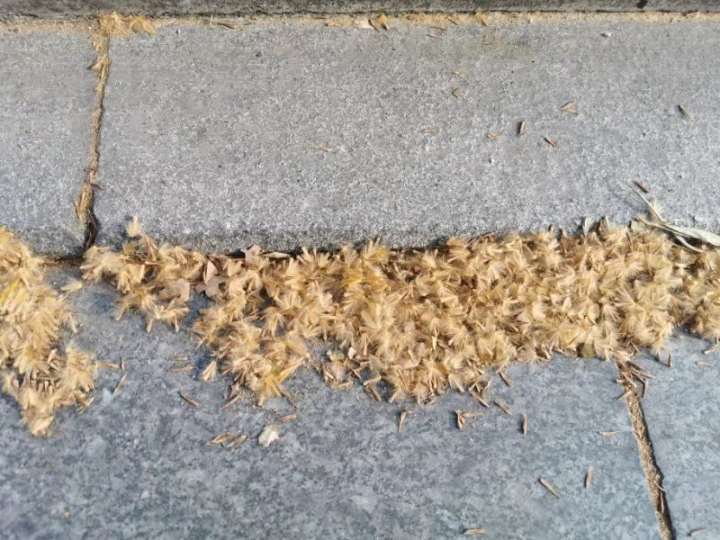 天气|两场雨已安排,一场就在今天,气温小幅波动