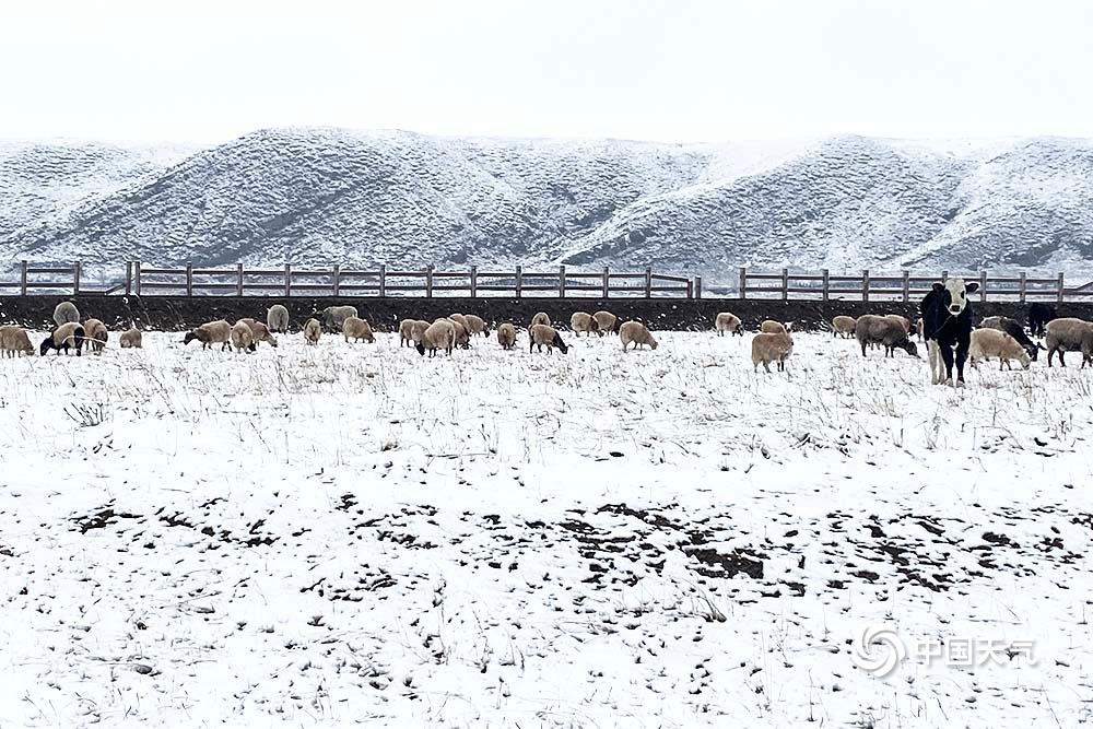 青海海北四月飞雪 牛羊漫步雪中金银滩草原