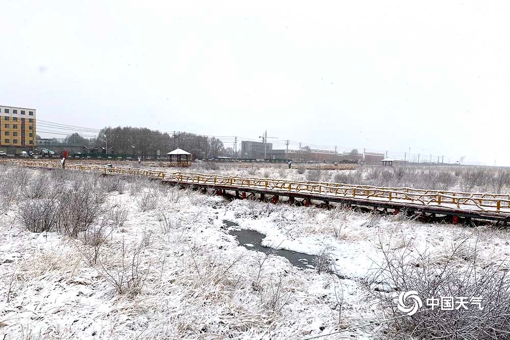 青海海北四月飞雪 牛羊漫步雪中金银滩草原