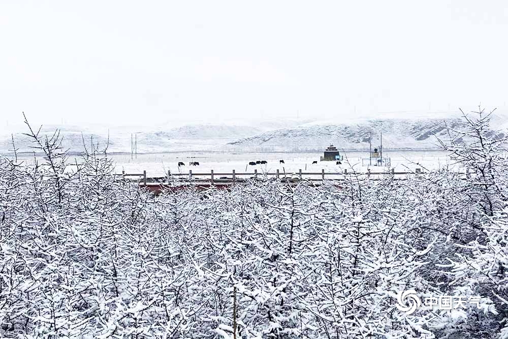 青海海北四月飞雪 牛羊漫步雪中金银滩草原