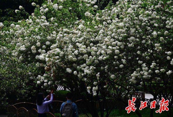 “雨雨雨”变“晴晴晴”,今起武汉好天气回来了