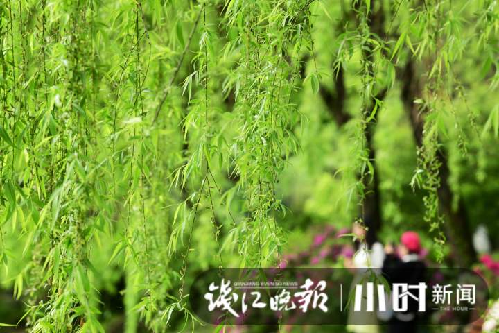天气|今天中到大雨!可能还会电闪雷鸣