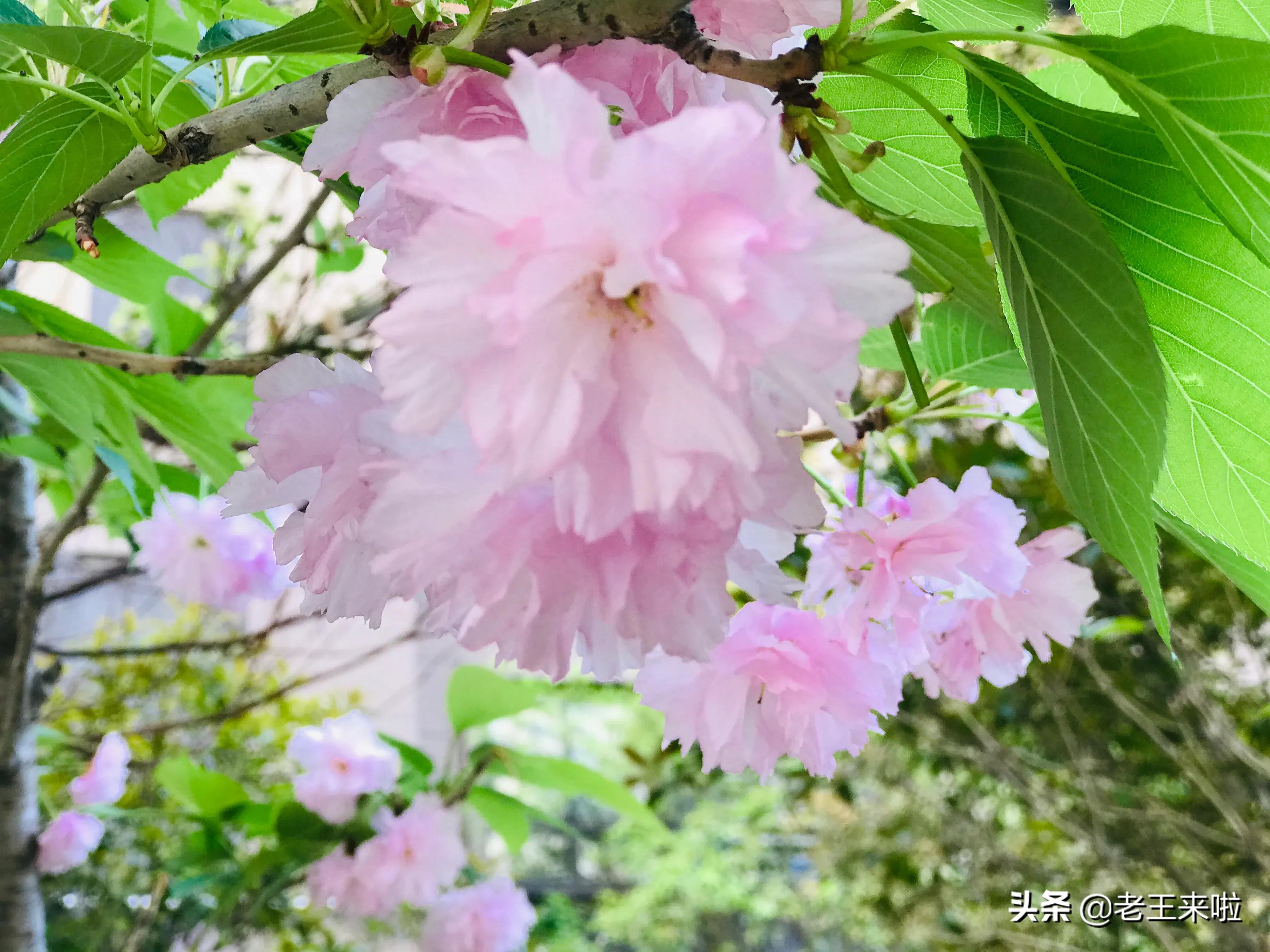 徐州一周天气预报出炉，最高气温25 ℃ ！周四有阵雨或雷雨！