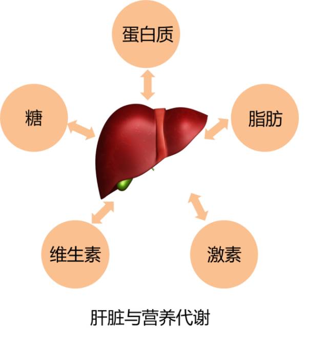 从西医角度了解肝脏功能，对养肝护肝相当重要，远离肝癌