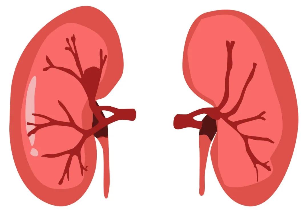 “力不从心”就是肾虚？几个常见误区可能让你越补越肾虚