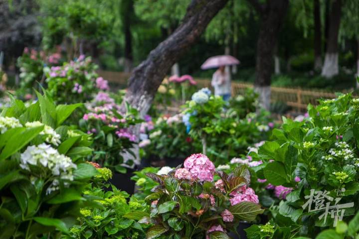 天气很“梅雨”,阵雨或雷雨频繁光临!今年的第二个和第三个高温也要来了?