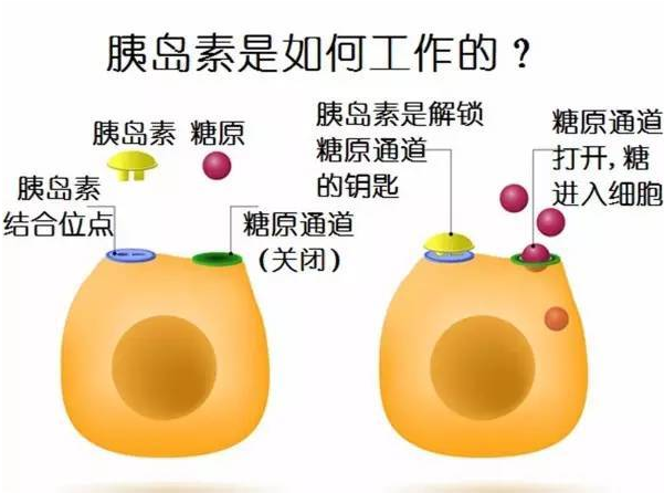 这6种食物被称为天然胰岛素，每天吃一点，血糖更稳定