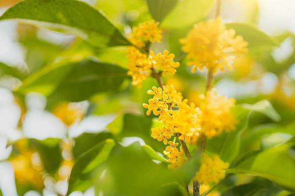 最高气温34℃，最近的天气是“秋老虎”，还是“桂花蒸”？