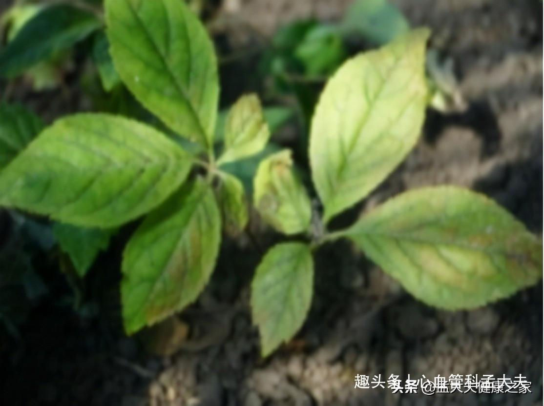 糖尿病、中医消渴症？中药也能辅助降糖哦，这些中药记得收藏