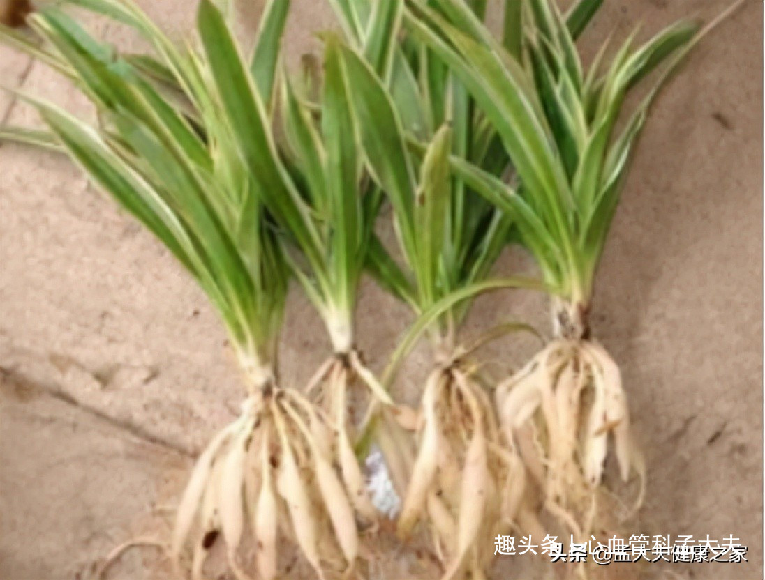 糖尿病、中医消渴症？中药也能辅助降糖哦，这些中药记得收藏