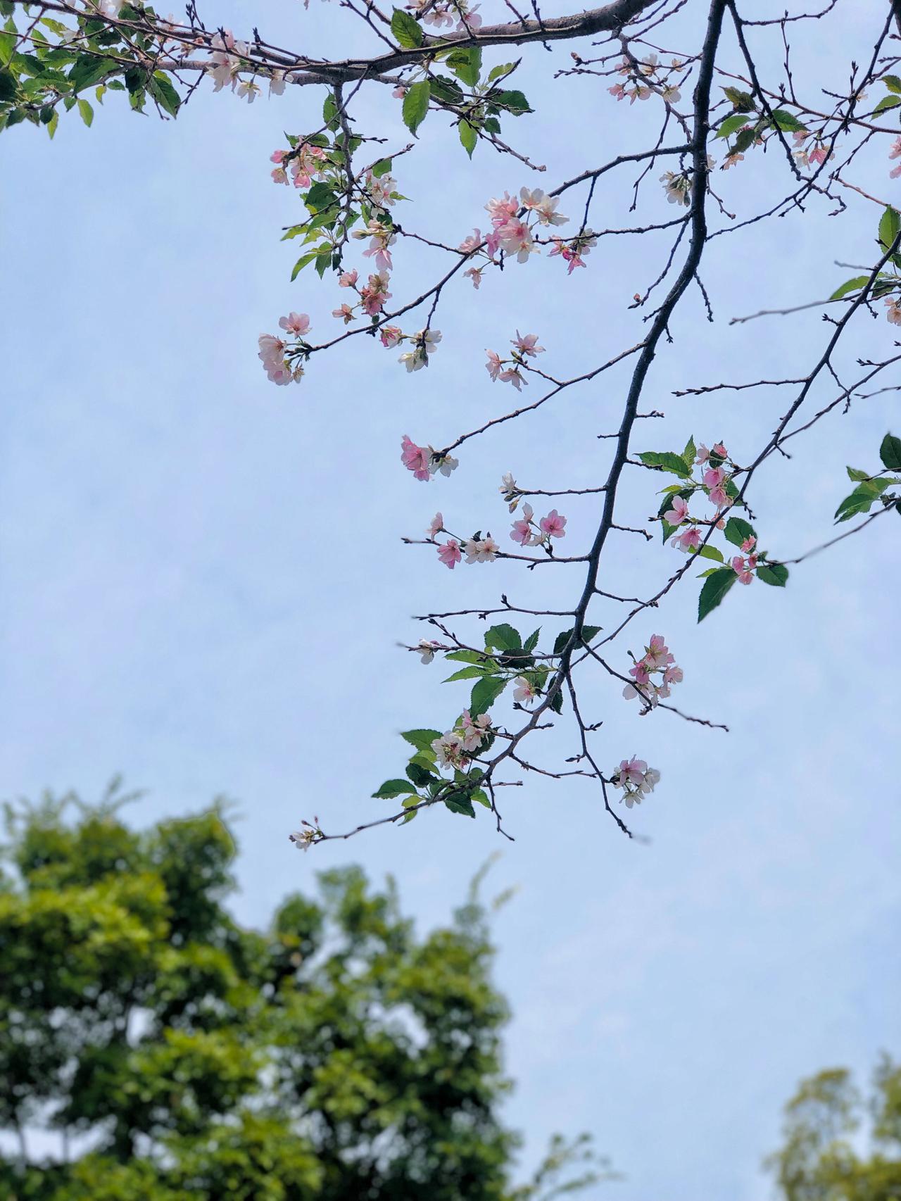 神了,一月过完四季!下周天气大转变,你猜来的是哪一季?