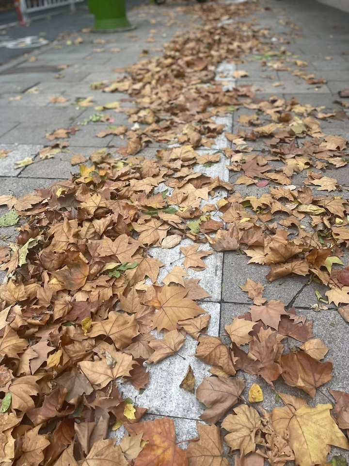 杭州发布低温报告:今天白天气温将持续下降 你秋裤穿了吗?
