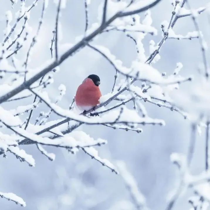 天气早知道丨今日小雪节气，“速冻”降温来临