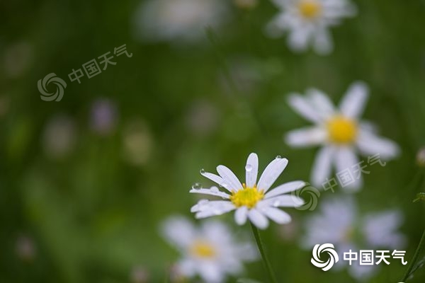 bqzp