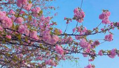 重庆南山植物园樱花绚烂