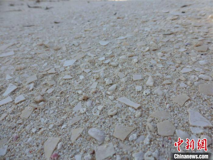 象鸟蛋碎片散布于马达加斯加西南海滩上,沿着海岸线能找到大量密集的象鸟蛋碎片(摄于2014年)。 James Haile 摄
