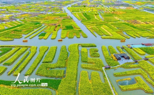 江苏兴化：千垛油菜花惹人醉