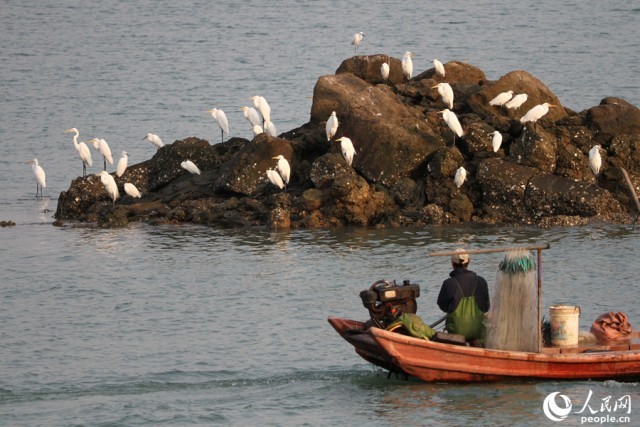 渔民与白鹭隔水相望。人民网 陈博摄