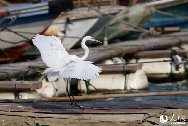 一只白鹭落在渔船甲板上。人民网 陈博摄