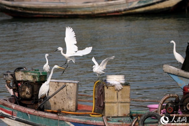 白鹭在渔船上追逐打闹。人民网 陈博摄