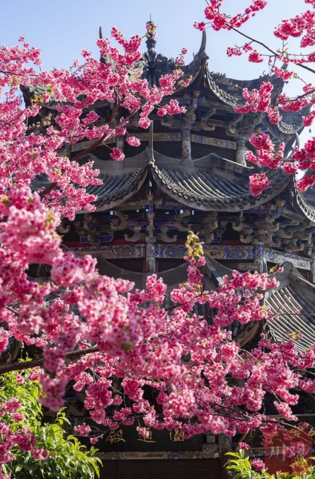 （转载）#你好春天# 到千年古刹光福寺 听樱花盛开的声音