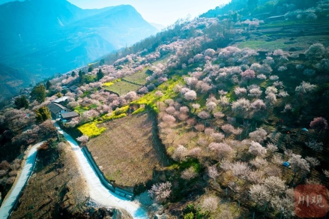 （转载）绵阳平武：山村田园春色浓 百年古梅花正旺